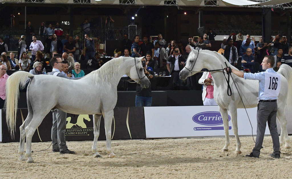 Lisa Abraham: The 2018 Egyptian Event ~ Cairo Photo Gallery