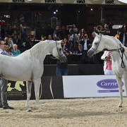 Lisa Abraham: The 2018 Egyptian Event ~ Cairo Photo Gallery