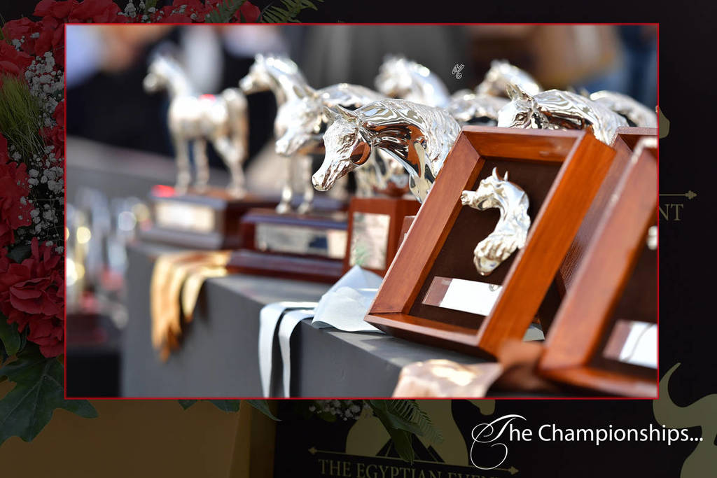 Lisa Abraham: The 2018 Egyptian Event ~ Cairo Photo Gallery