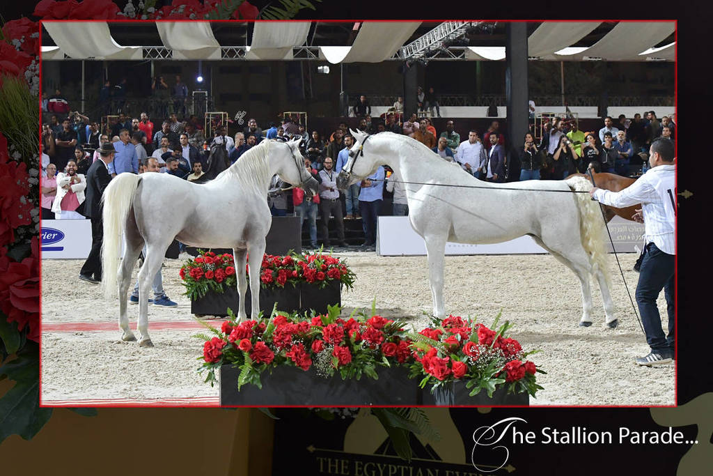 Lisa Abraham: The 2018 Egyptian Event ~ Cairo Photo Gallery