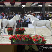 Lisa Abraham: The 2018 Egyptian Event ~ Cairo Photo Gallery