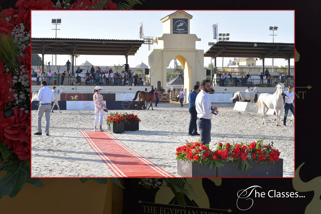 Lisa Abraham: The 2018 Egyptian Event ~ Cairo Photo Gallery