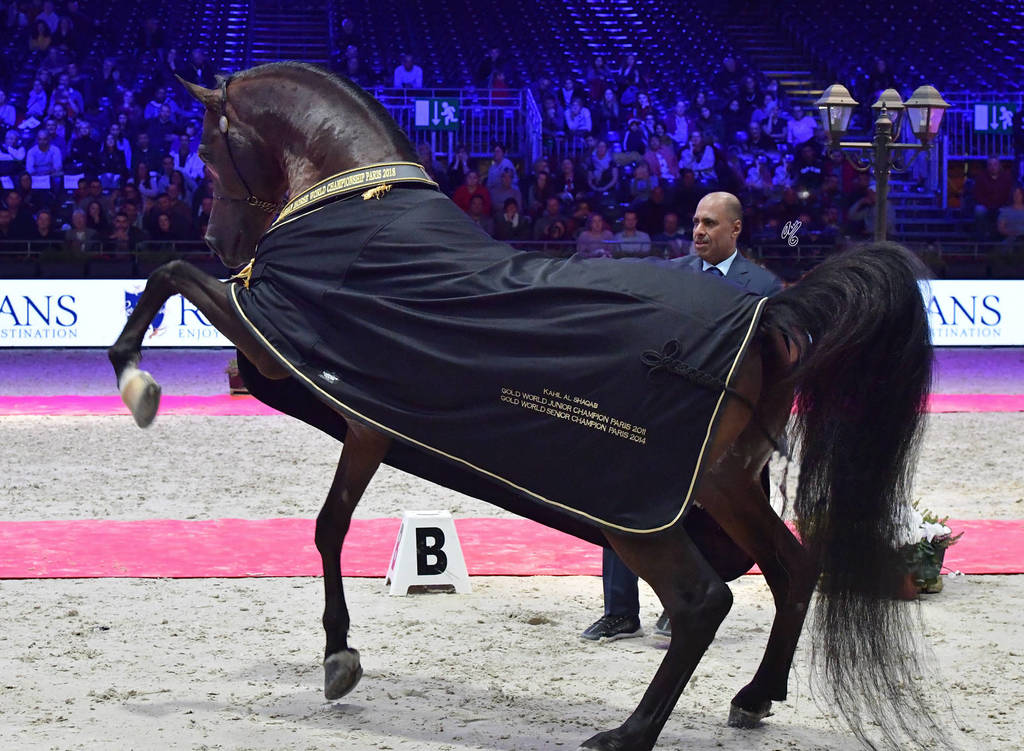 Lisa Abraham: The 2018 Arabian Horse World Championship Photo Gallery