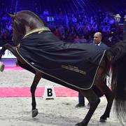 Lisa Abraham: The 2018 Arabian Horse World Championship Photo Gallery