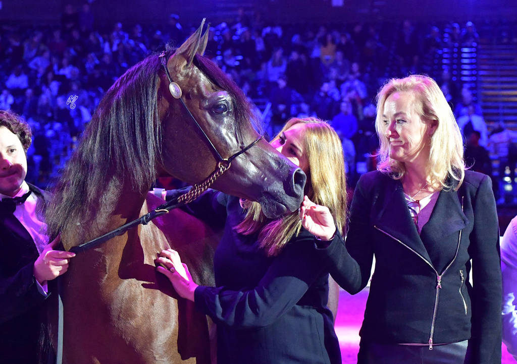 Lisa Abraham: The 2018 Arabian Horse World Championship Photo Gallery