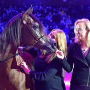 Lisa Abraham: The 2018 Arabian Horse World Championship Photo Gallery