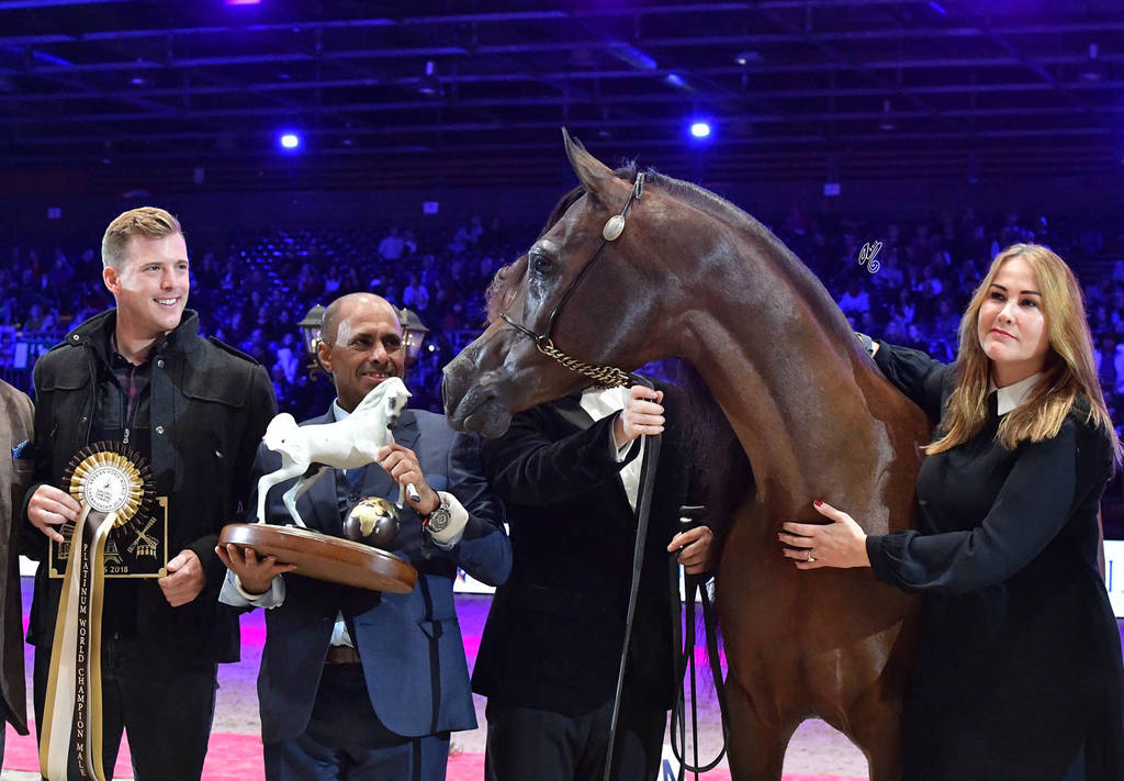 Lisa Abraham: The 2018 Arabian Horse World Championship Photo Gallery