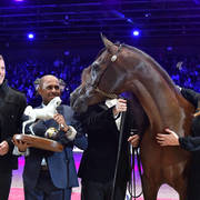 Lisa Abraham: The 2018 Arabian Horse World Championship Photo Gallery