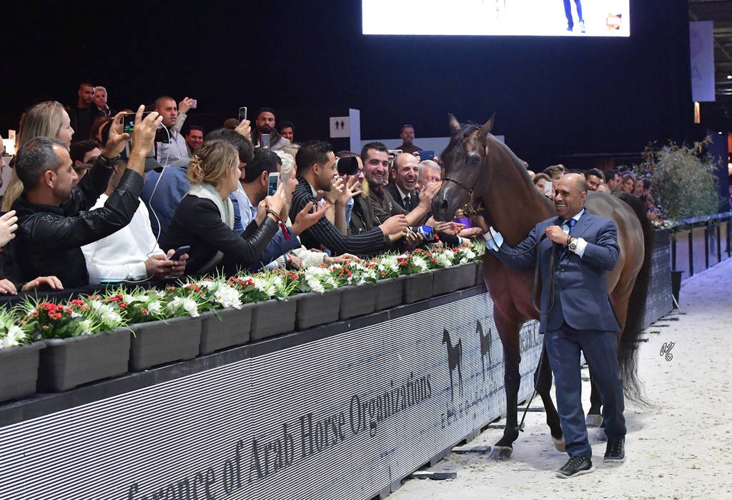 Lisa Abraham: The 2018 Arabian Horse World Championship Photo Gallery