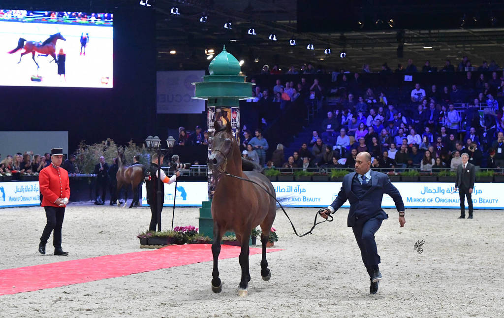 Lisa Abraham: The 2018 Arabian Horse World Championship Photo Gallery