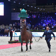 Lisa Abraham: The 2018 Arabian Horse World Championship Photo Gallery