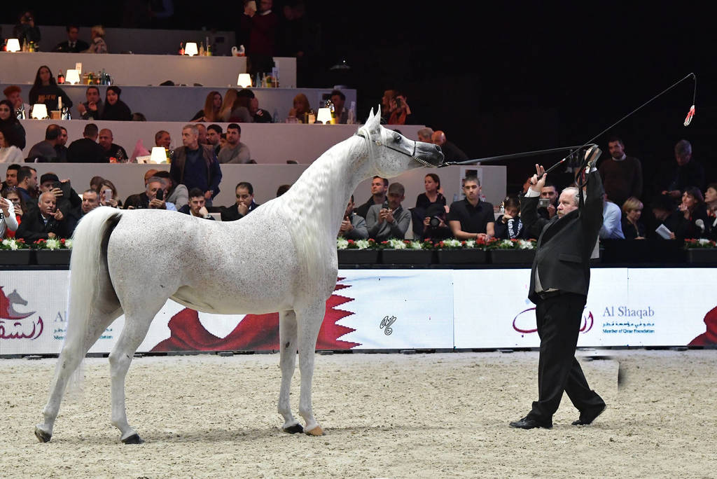 Lisa Abraham: The 2018 Arabian Horse World Championship Photo Gallery