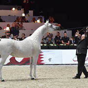 Lisa Abraham: The 2018 Arabian Horse World Championship Photo Gallery