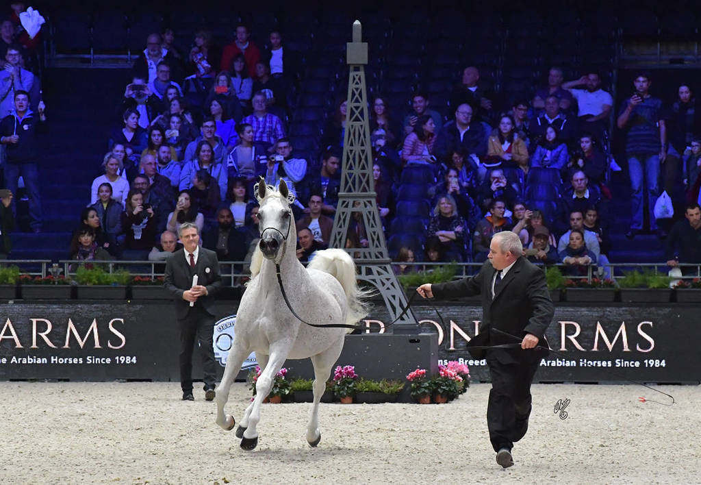 Lisa Abraham: The 2018 Arabian Horse World Championship Photo Gallery