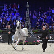 Lisa Abraham: The 2018 Arabian Horse World Championship Photo Gallery