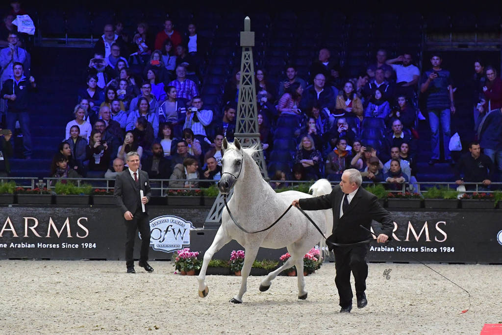 Lisa Abraham: The 2018 Arabian Horse World Championship Photo Gallery