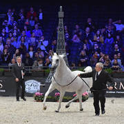 Lisa Abraham: The 2018 Arabian Horse World Championship Photo Gallery