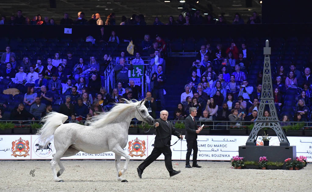 Lisa Abraham: The 2018 Arabian Horse World Championship Photo Gallery