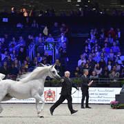 Lisa Abraham: The 2018 Arabian Horse World Championship Photo Gallery