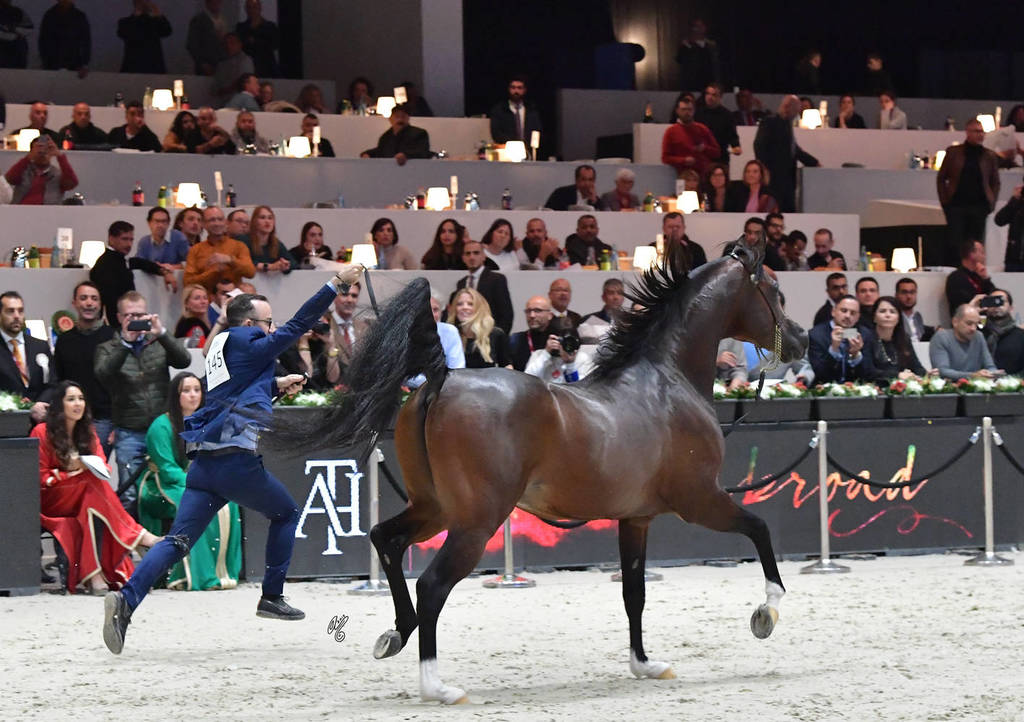 Senior Male Gold Champion: Equator (QR Marc X Ekliptyka)