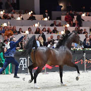Senior Male Gold Champion: Equator (QR Marc X Ekliptyka)