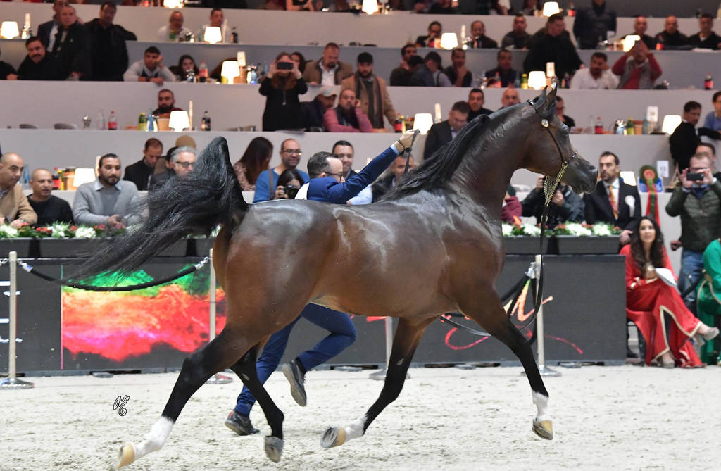 Senior Male Gold Champion: Equator (QR Marc X Ekliptyka)