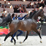 Senior Male Gold Champion: Equator (QR Marc X Ekliptyka)