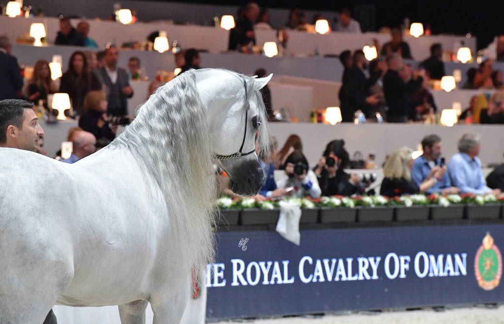 Senior Male Silver Champion: E.S. Harir (AJ Dinar X TF Magnum’s Magic)