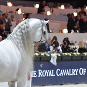 Senior Male Silver Champion: E.S. Harir (AJ Dinar X TF Magnum’s Magic)