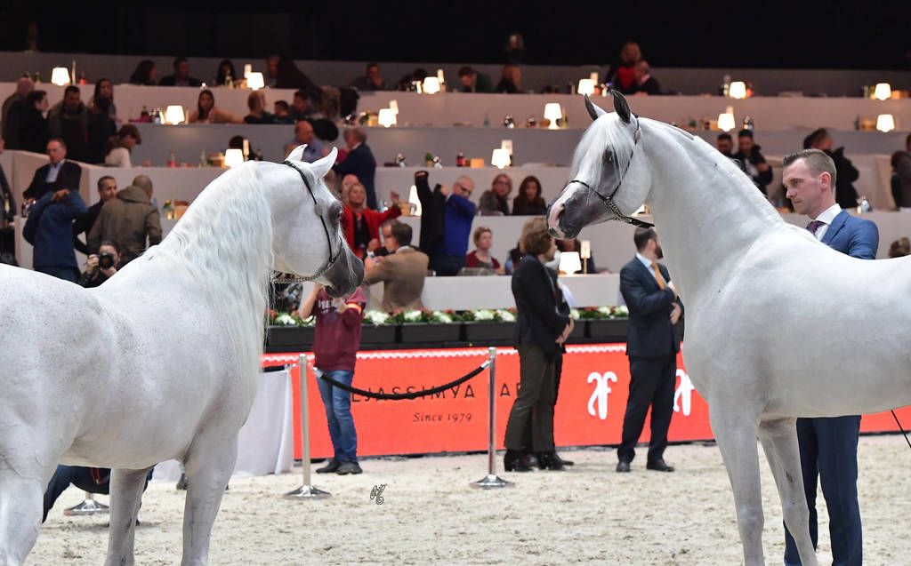 Senior Male Bronze Champion Al Ayal AA (left) and Al Khatab Al Thani (right)