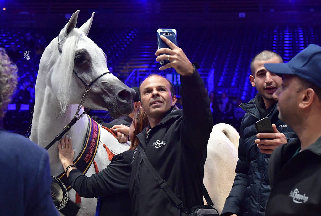 Senior Male Bronze Champion: Al Ayal AA (Al Ayad X The Vision HG)