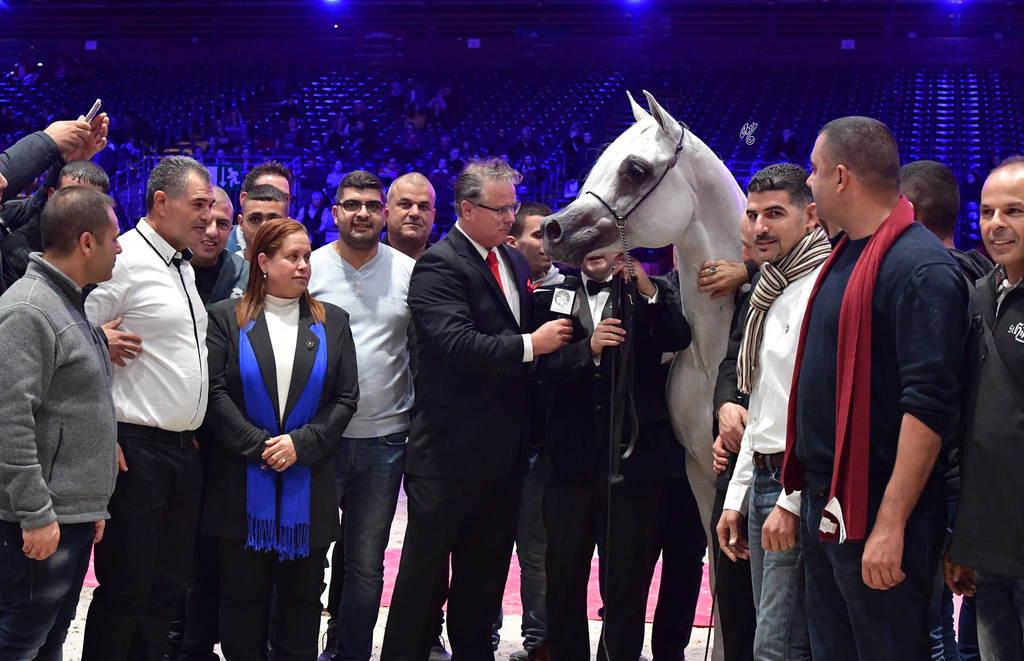 Senior Male Bronze Champion: Al Ayal AA (Al Ayad X The Vision HG)