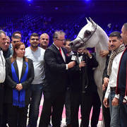 Senior Male Bronze Champion: Al Ayal AA (Al Ayad X The Vision HG)