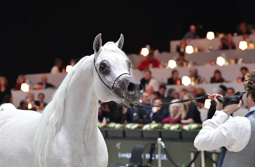 Senior Male Bronze Champion: Al Ayal AA (Al Ayad X The Vision HG)