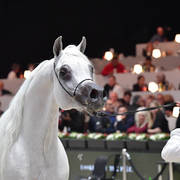 Senior Male Bronze Champion: Al Ayal AA (Al Ayad X The Vision HG)