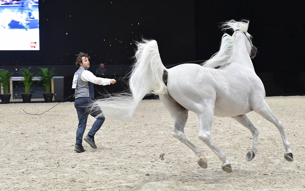 Senior Male Bronze Champion: Al Ayal AA (Al Ayad X The Vision HG)