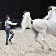 Senior Male Bronze Champion: Al Ayal AA (Al Ayad X The Vision HG)