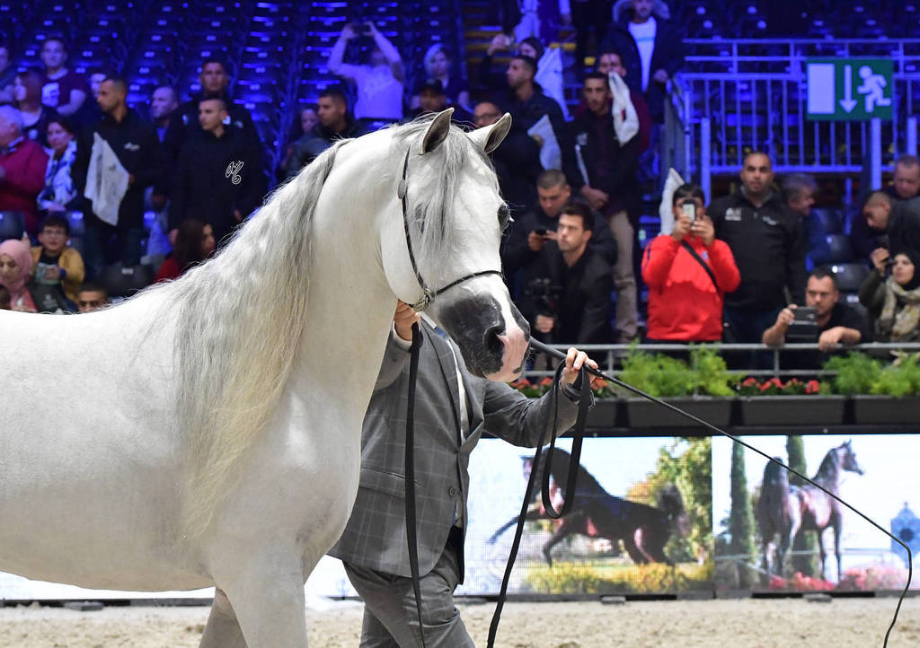 Senior Male Silver Champion: E.S. Harir (AJ Dinar X TF Magnum’s Magic)