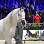 Senior Male Silver Champion: E.S. Harir (AJ Dinar X TF Magnum’s Magic)
