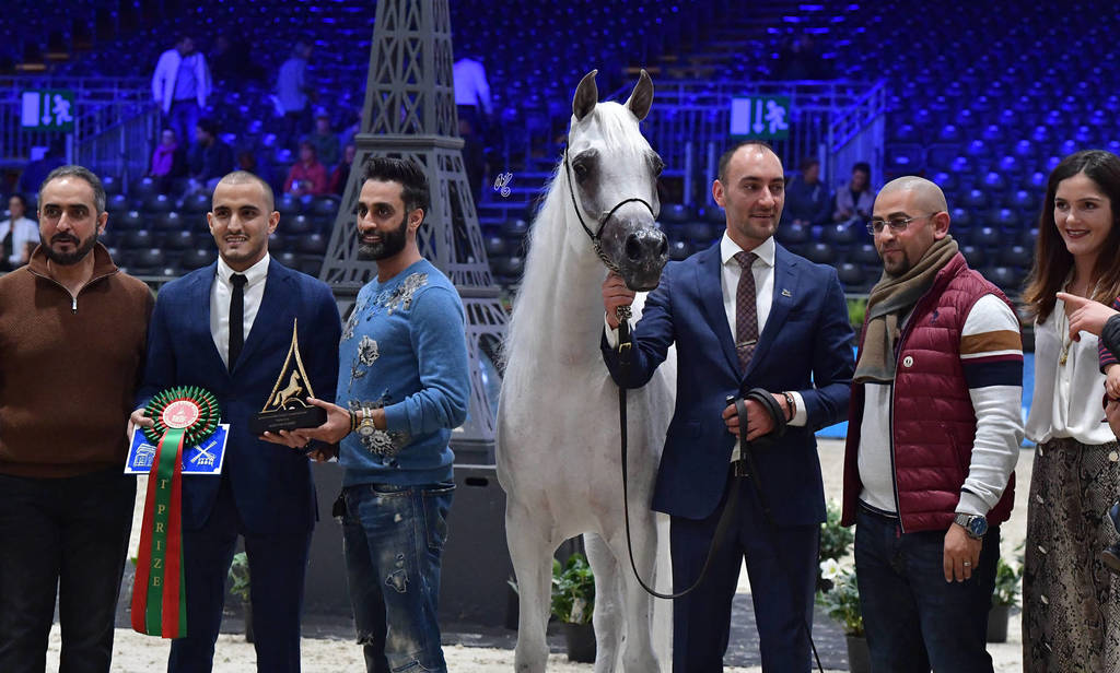 Senior Female Gold Champion: Anood Al Nasser (Ashaal Al Rayyan X Aleysha Al Nasser)