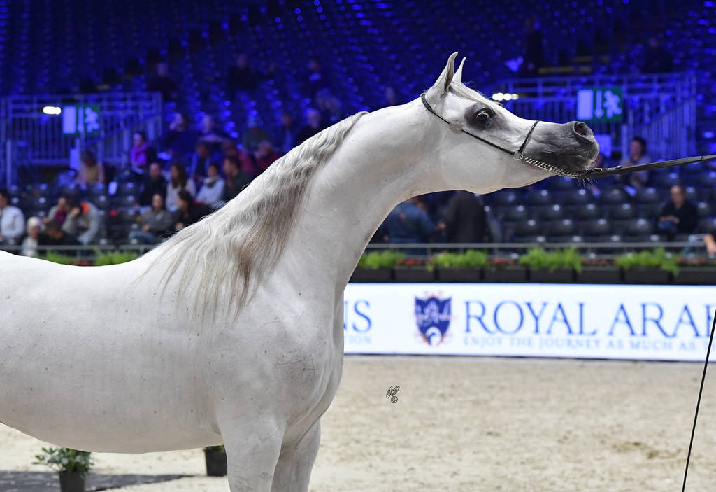 Senior Female Silver Champion: Om El Aisha Aljassimya (WH Justice X Om El Aliha)