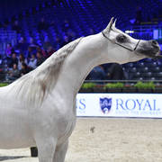 Senior Female Silver Champion: Om El Aisha Aljassimya (WH Justice X Om El Aliha)