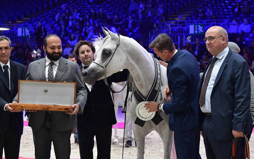 Senior Female Silver Champion: Om El Aisha Aljassimya (WH Justice X Om El Aliha)