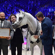 Senior Female Silver Champion: Om El Aisha Aljassimya (WH Justice X Om El Aliha)