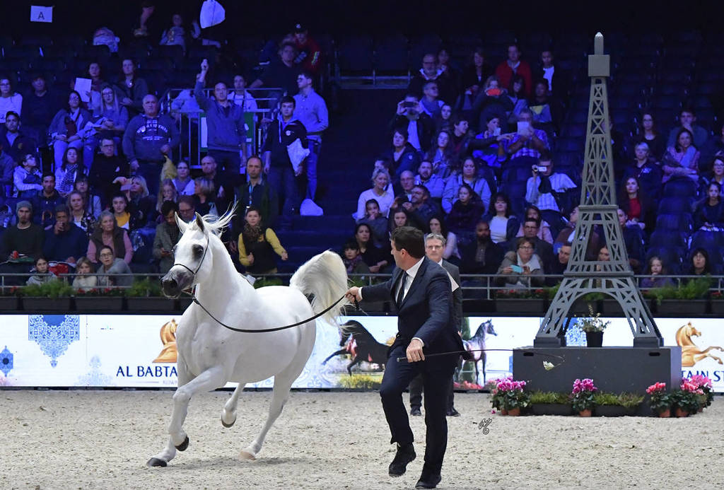 Senior Female Bronze Champion: Wadad Zamani (Laheeb X Zena Al Buraq)