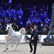 Senior Female Bronze Champion: Wadad Zamani (Laheeb X Zena Al Buraq)