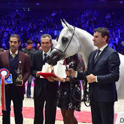 Senior Female Bronze Champion: Wadad Zamani (Laheeb X Zena Al Buraq)