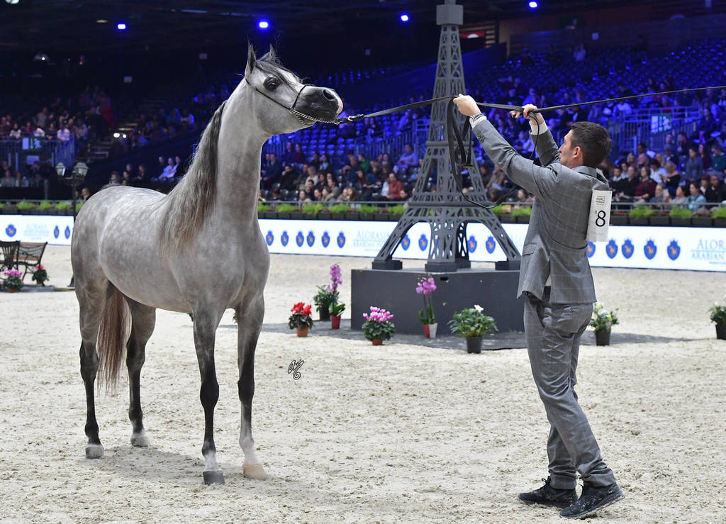 Junior Male Gold Champion: D Seraj (FA El Rasheem X Ladi Veronica)