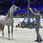 Junior Male Gold Champion: D Seraj (FA El Rasheem X Ladi Veronica)