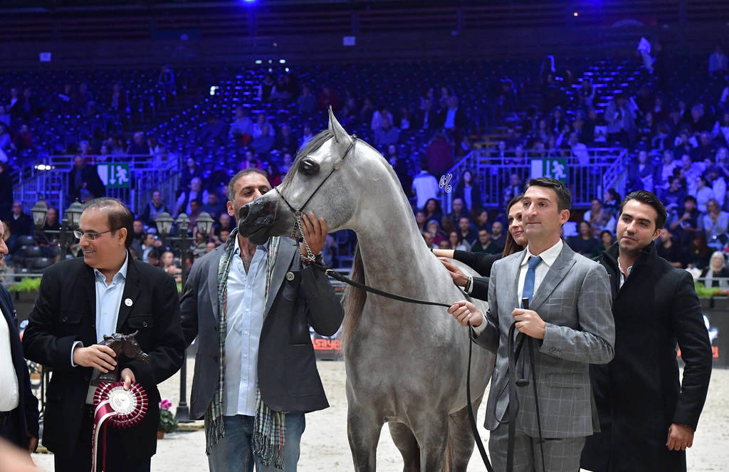 Junior Male Gold Champion: D Seraj (FA El Rasheem X Ladi Veronica)